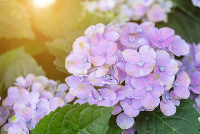 Close-up of pink hydrangea flowers