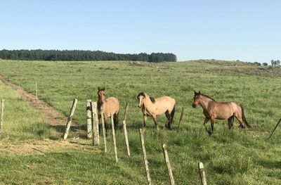 Horses in a field