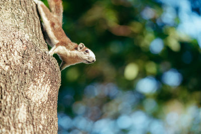 Close-up of squirrel on tree trunk