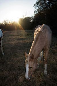 Horse grazing on field during sunset