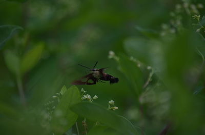 Close-up of insect pollinating on flower