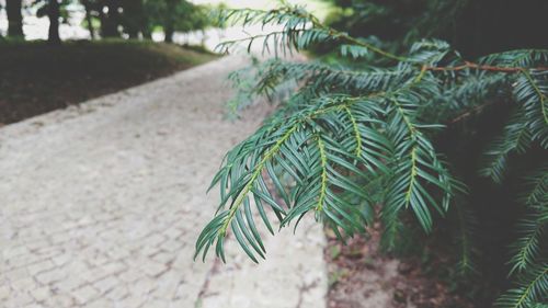 Close-up of pine tree