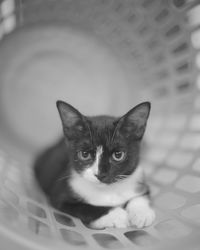 Close-up portrait of a cat