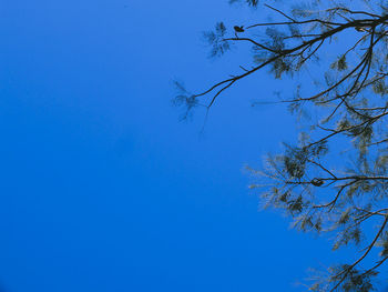 Low angle view of tree against clear blue sky