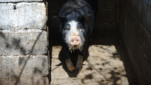 Portrait of black horse