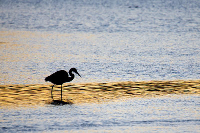 Side view of bird on beach