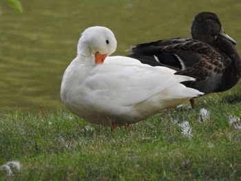 Duck on field