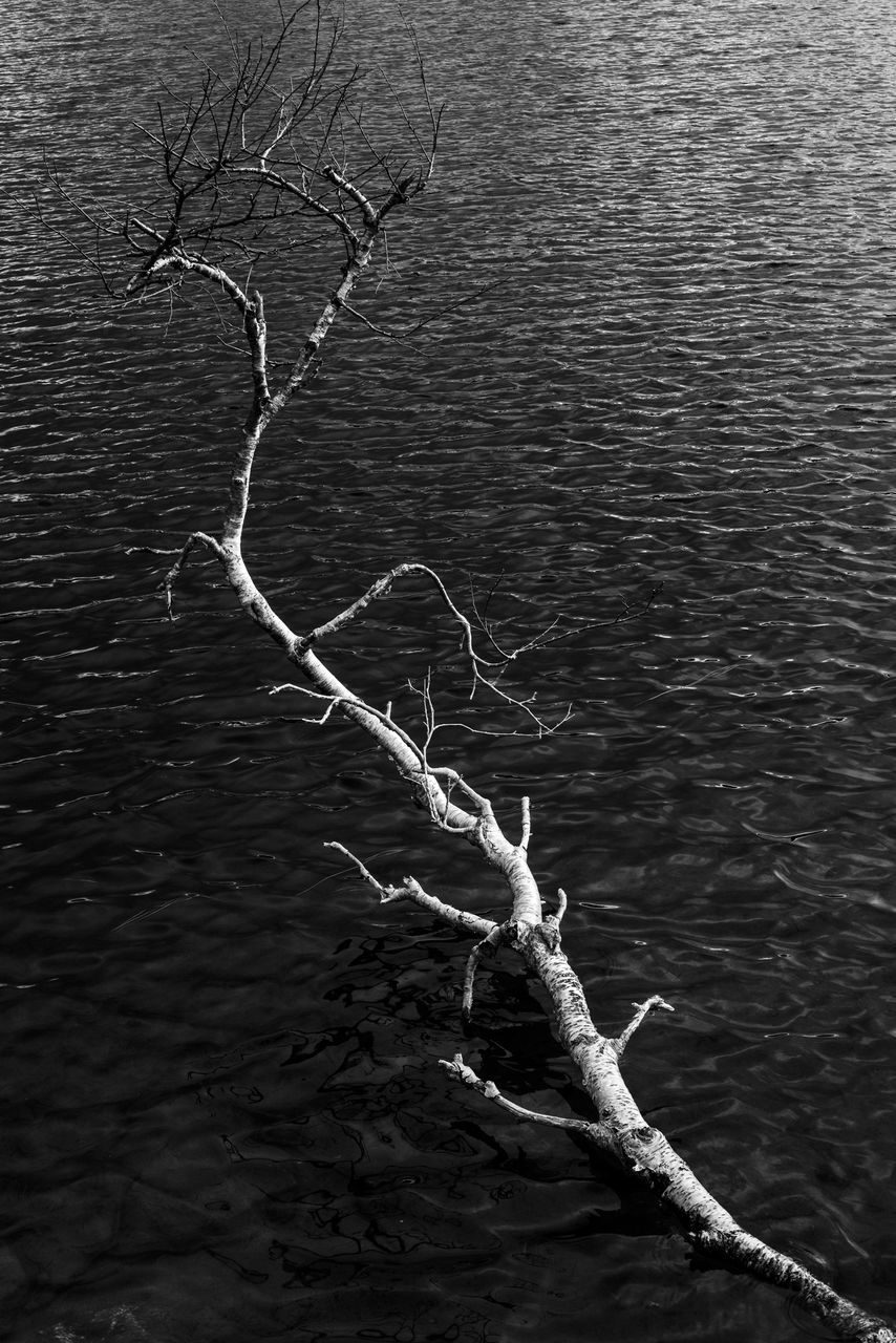 water, tranquility, nature, bare tree, no people, branch, tree, day, high angle view, beauty in nature, outdoors, plant, dead plant, lake, land, tranquil scene, non-urban scene, scenics - nature, stick - plant part, driftwood