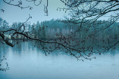 Bare trees against sky