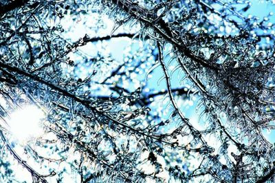 Low angle view of cherry blossom tree during winter