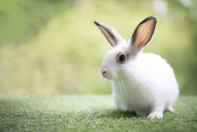 Close-up of rabbit on field