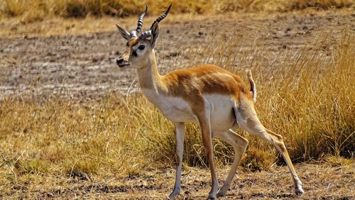 Side view of deer standing on land