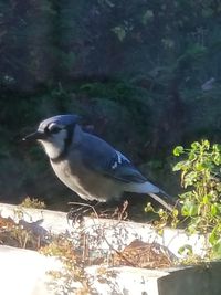 Close-up of bird perching outdoors