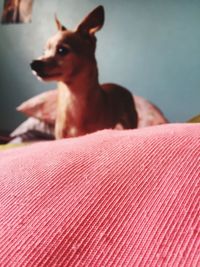 Close-up of a dog resting