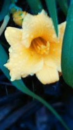 Close-up of flower