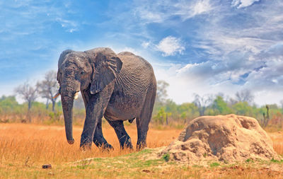 Elephant in a field