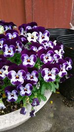 Close-up of purple flowers