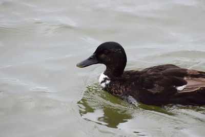 Close-up of duck swimming on lake