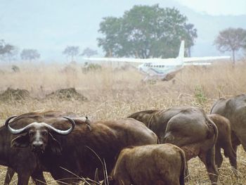 Buffalo in airfield