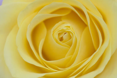 Macro shot of yellow rose