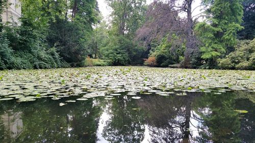 Reflection of trees in pond