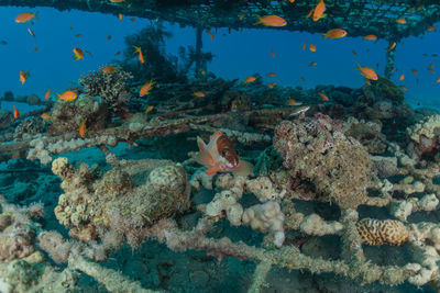 Fish swimming in sea