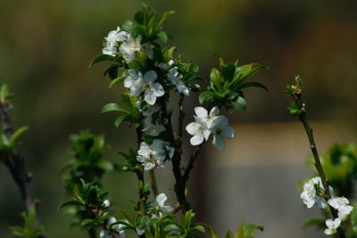 Close-up of white flowering plant