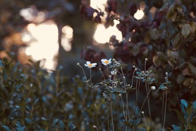 Close-up of flowering plants on field