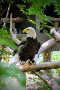 Bird perching on a tree