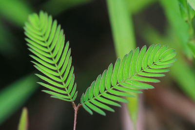 Close-up of plant