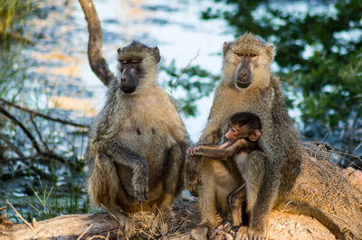 Baby baboon  papio ursinus sits on its mother's belly with a pretty face, parck amboseli, kenya.