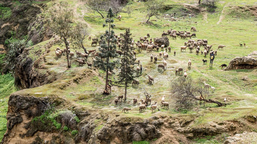 View of sheep on land