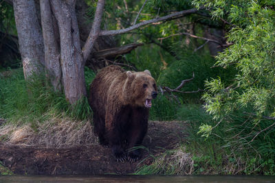 Grizzly bear walking in forest