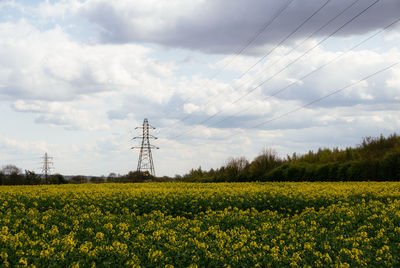 View of yellow flowers on field against sky