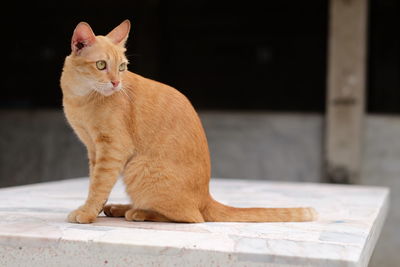 Close-up of cat