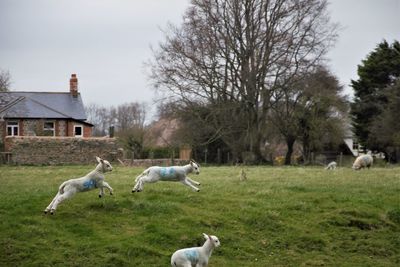 Spring lambs loving new life in spring at avebury