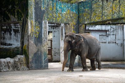 Elephant by trees