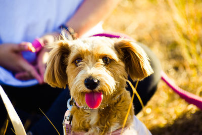 Close-up portrait of dog holding camera