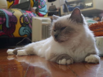 Close-up of cat resting