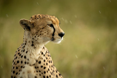 Close-up of cheetah