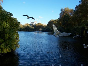 Swan swimming in lake against sky