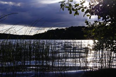 Silhouette plants by lake against sky