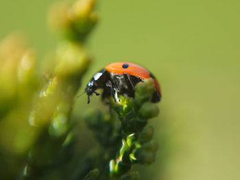 Close-up of ladybug on flower