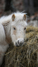 Portrait of horse