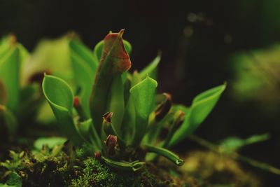 Close-up of plant growing on field
