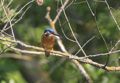 Bird perching on a branch