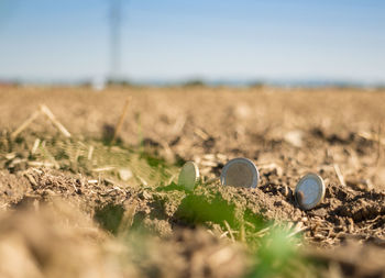 Close-up of corn field against sky