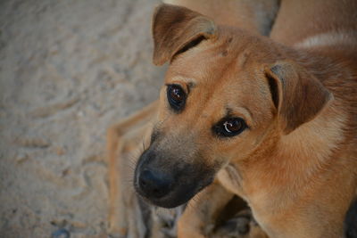 Close-up portrait of dog