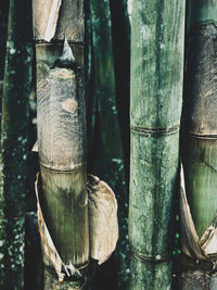 Close-up of tree trunk in forest