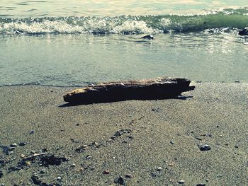 Turtle on beach against sky